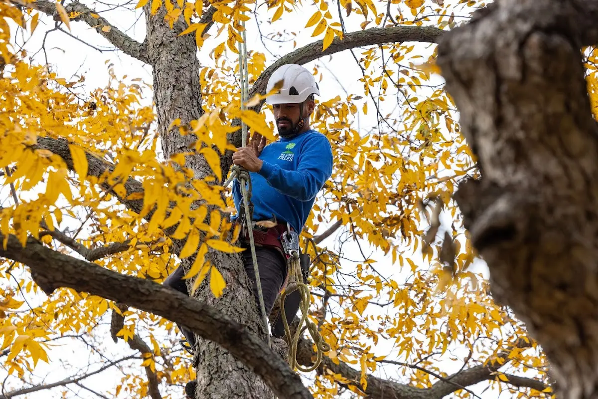 Skilled Tree Planing crew working in Deming